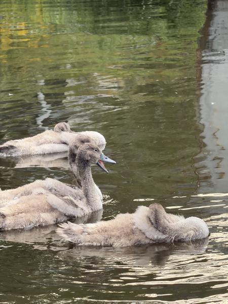 Three young swans, or cygnets, are seen gracefully navigating the calm waters of the Wittenburgergracht in Wittenburg, Amsterdam